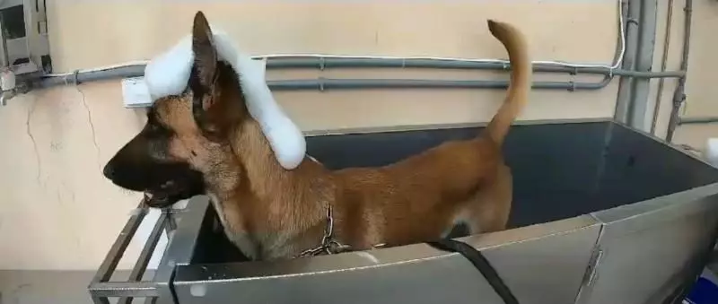 可愛爆表!正妹警犬隊長 帶領超萌警犬熱舞唱Rap