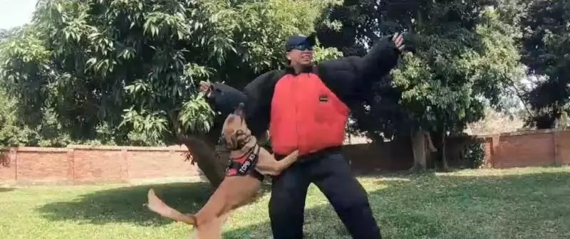 可愛爆表!正妹警犬隊長 帶領超萌警犬熱舞唱Rap