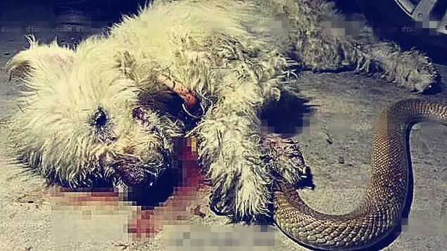看門狗跟眼鏡王蛇同歸於盡,緊咬大蛇死了也不鬆口,主人抱狗痛哭