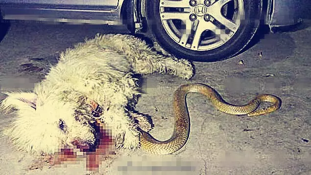 看門狗跟眼鏡王蛇同歸於盡,緊咬大蛇死了也不鬆口,主人抱狗痛哭