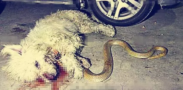 看門狗跟眼鏡王蛇同歸於盡,緊咬大蛇死了也不鬆口,主人抱狗痛哭