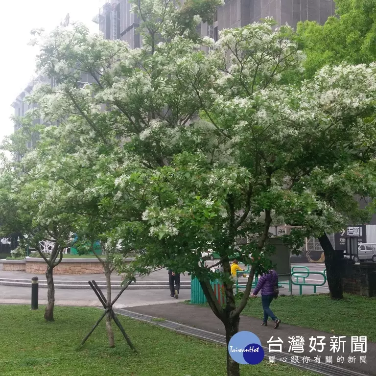浪漫四月雪 大溪流蘇盛開