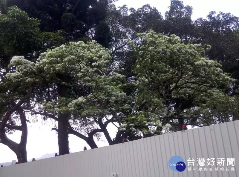 浪漫四月雪 大溪流蘇盛開