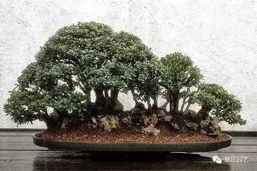 想學叢林式盆景製作嗎 這九步讓你變成高手