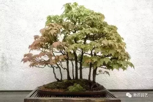 想學叢林式盆景製作嗎 這九步讓你變成高手