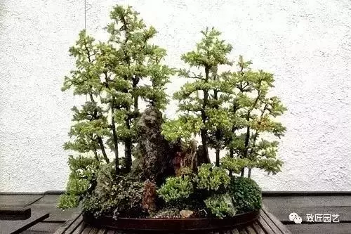 想學叢林式盆景製作嗎 這九步讓你變成高手