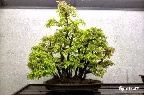 想學叢林式盆景製作嗎 這九步讓你變成高手