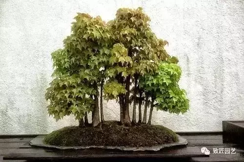 想學叢林式盆景製作嗎 這九步讓你變成高手