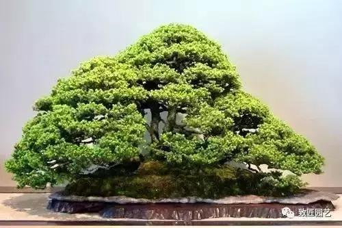 想學叢林式盆景製作嗎 這九步讓你變成高手