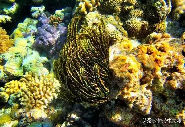 給你20個理由,這一生必去次帛琉!