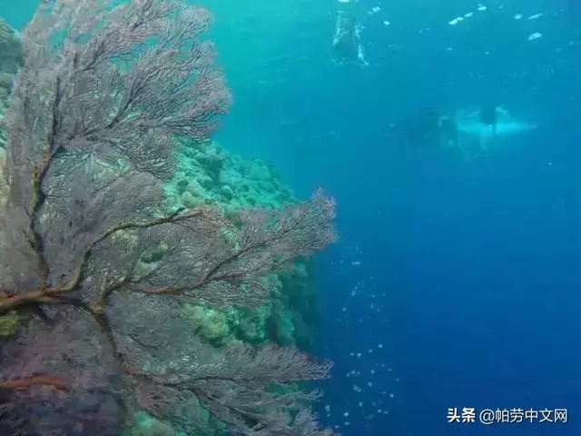 給你20個理由,這一生必去次帛琉!