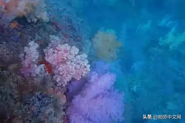 給你20個理由,這一生必去次帛琉!