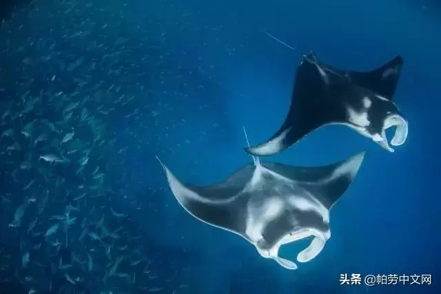 給你20個理由,這一生必去次帛琉!