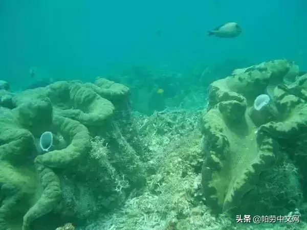給你20個理由,這一生必去次帛琉!