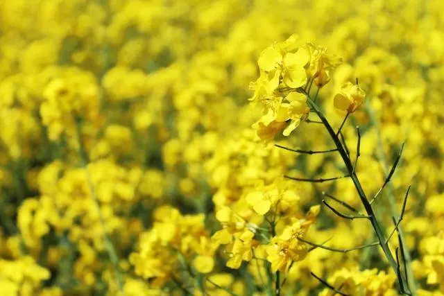 加拿大要被踢出局了?中國將投資5至6億元「擴種」中國產油菜籽!