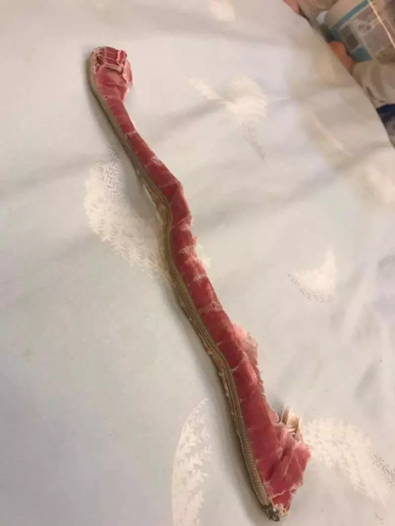 陪伴妹妹22年的寶貝竟變成謎樣生物,一路「吃」到現在已經讓人猜不透原形!網友:吃了22年真是物超所值!