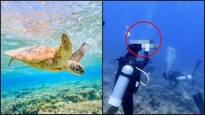 一張照片罰30萬!潛水男爽摸海龜 網:關他......