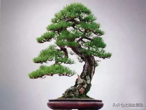 如何給自己心愛的盆景防腐