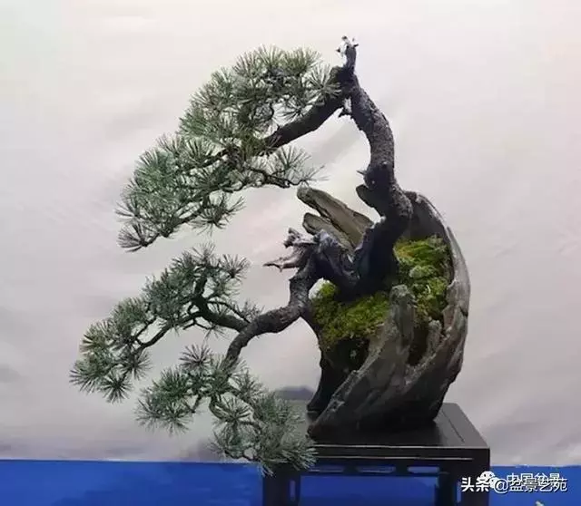 突出盆景個性的異形盆