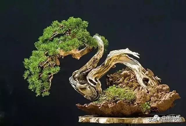 突出盆景個性的異形盆