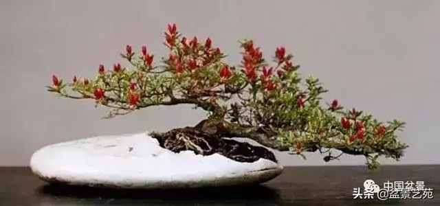 突出盆景個性的異形盆