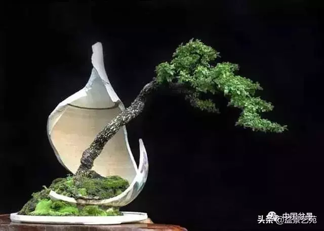 突出盆景個性的異形盆