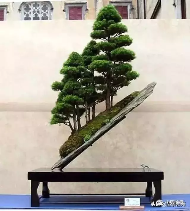 突出盆景個性的異形盆