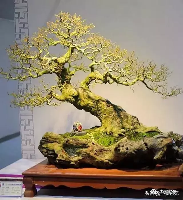 突出盆景個性的異形盆