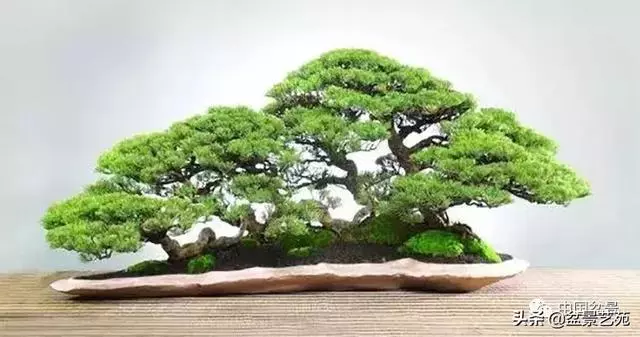 突出盆景個性的異形盆
