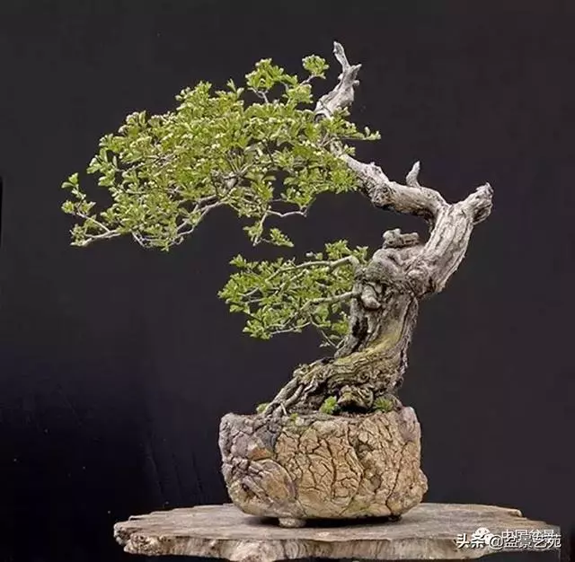 突出盆景個性的異形盆