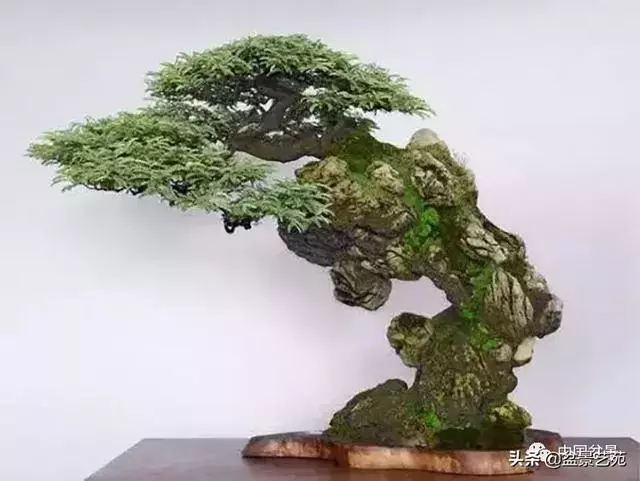 突出盆景個性的異形盆