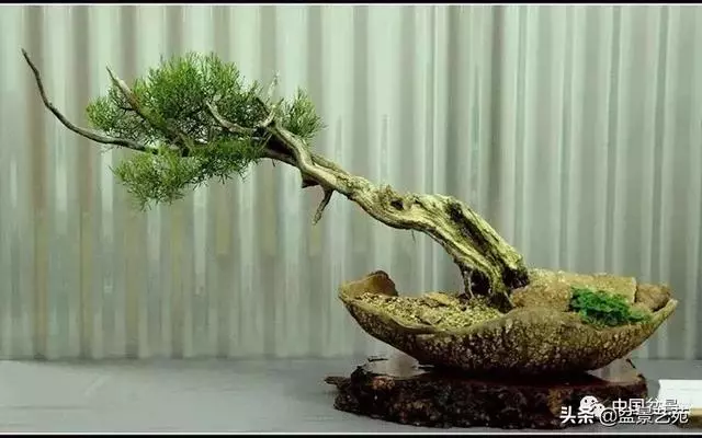 突出盆景個性的異形盆