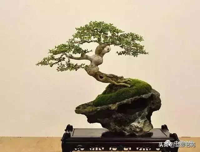 突出盆景個性的異形盆