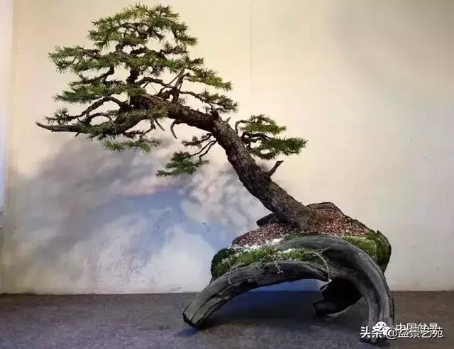 突出盆景個性的異形盆