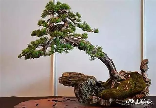 突出盆景個性的異形盆