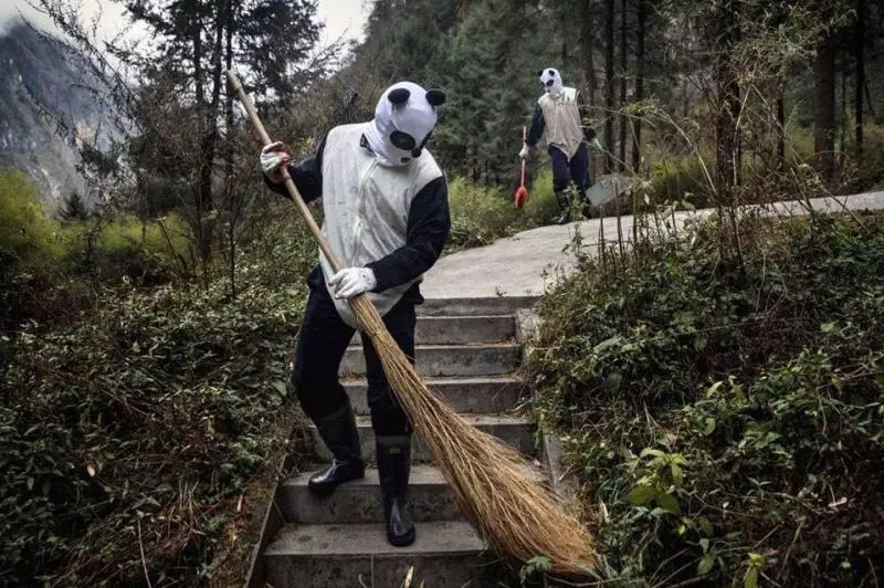 工作人員Cosplay「熊貓人」假扮同類 小熊貓竟真的相信「還乖乖做檢查」