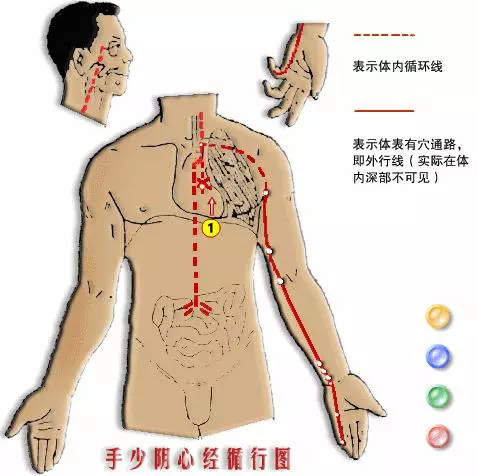 【十二經絡圖動畫演示】