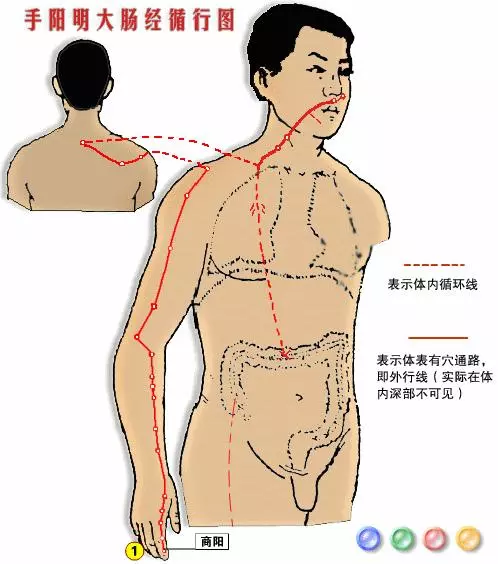 【十二經絡圖動畫演示】
