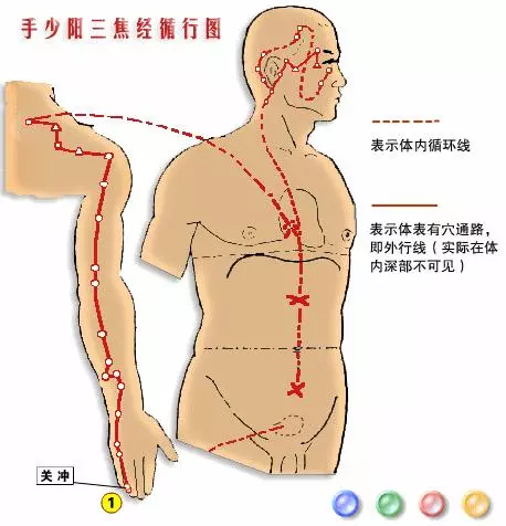 【十二經絡圖動畫演示】
