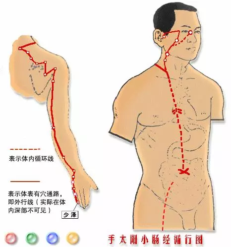 【十二經絡圖動畫演示】