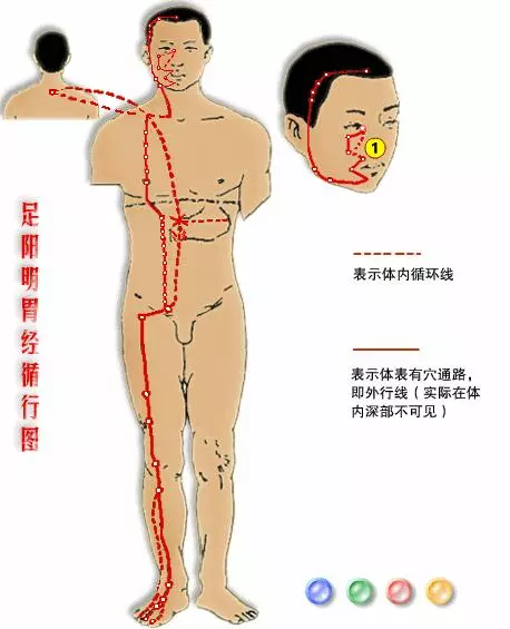 【十二經絡圖動畫演示】