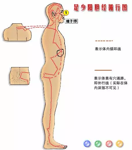 【十二經絡圖動畫演示】