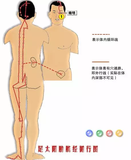【十二經絡圖動畫演示】