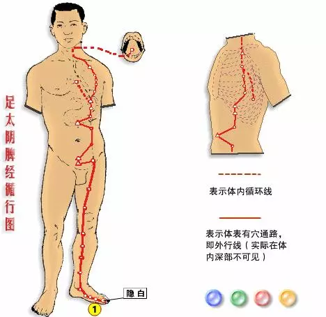 【十二經絡圖動畫演示】