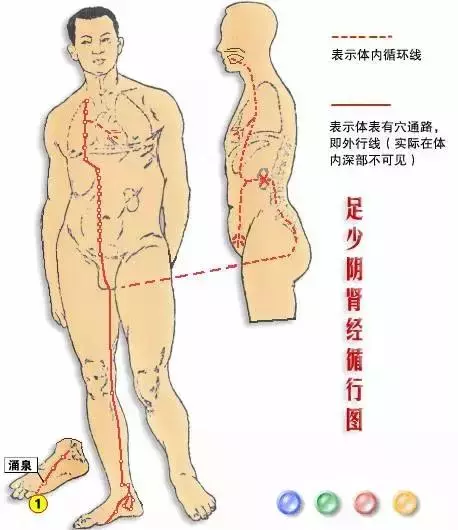 【十二經絡圖動畫演示】