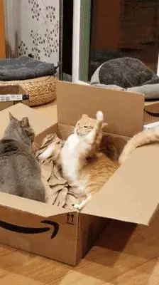 尾巴才是本體?貓咪與尾巴關係曝光,讓你輕易抓住貓咪的心!