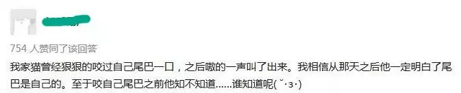 尾巴才是本體?貓咪與尾巴關係曝光,讓你輕易抓住貓咪的心!
