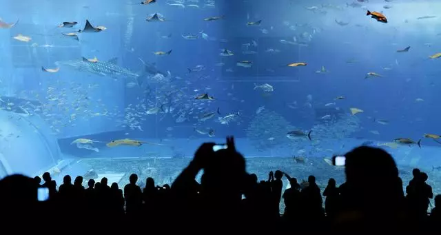 去日本,你一定要知道的,10個令人讚不絕口的水族館