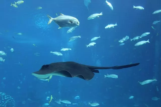 去日本,你一定要知道的,10個令人讚不絕口的水族館