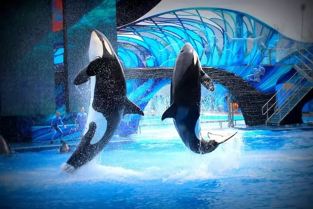 去日本,你一定要知道的,10個令人讚不絕口的水族館